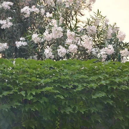 Appartement Casa Violante *